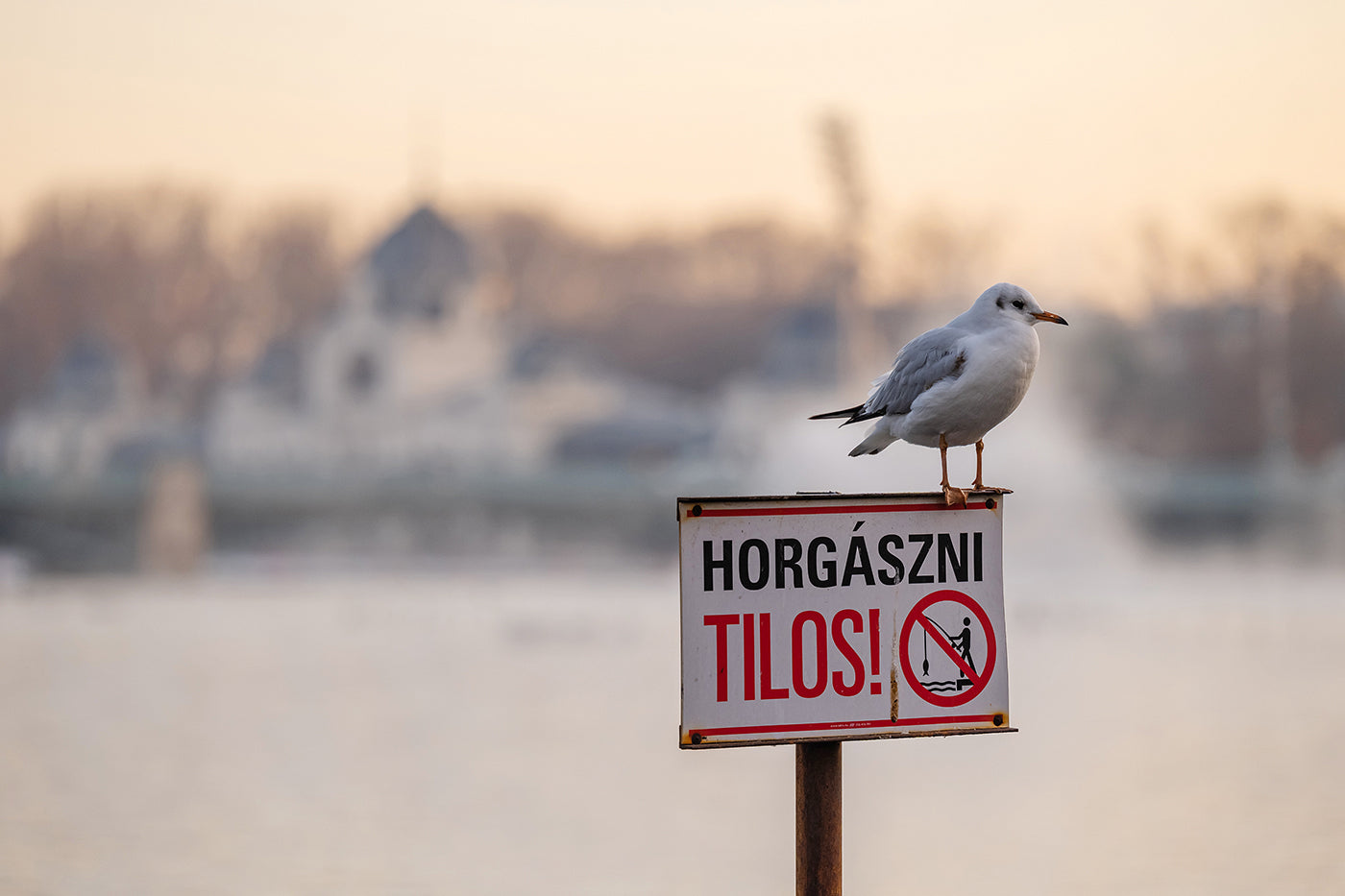 Sirály a Városligeti tónál #3123