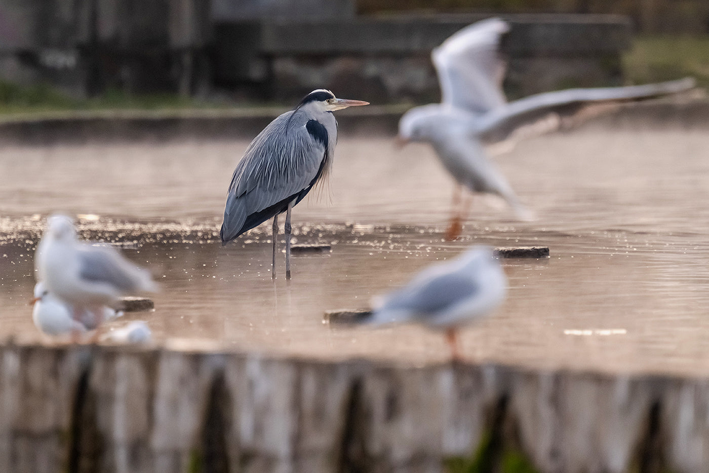 Birds on the City Park Lake #3124