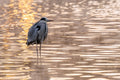 Egret on the City Park Lake #3128