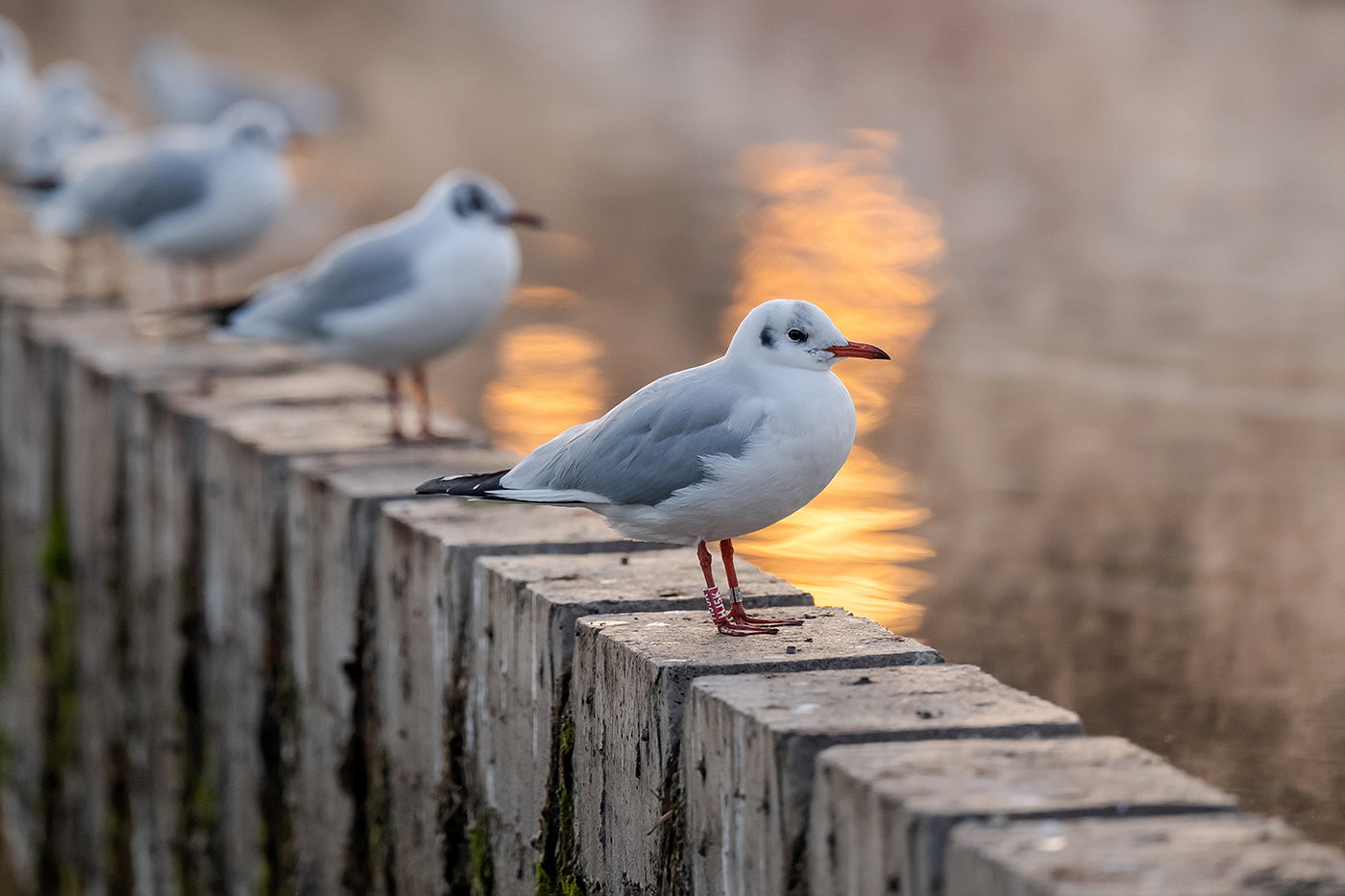 Seagulls on the City Park Lake #3130