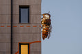 Giant wasp on the office building at 110 Váci Street #3246