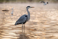 Egret on the City Park Lake #3264