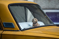 Plush dog in a Lada window #3265