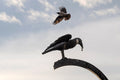Raven at the gate of Buda Castle #3300