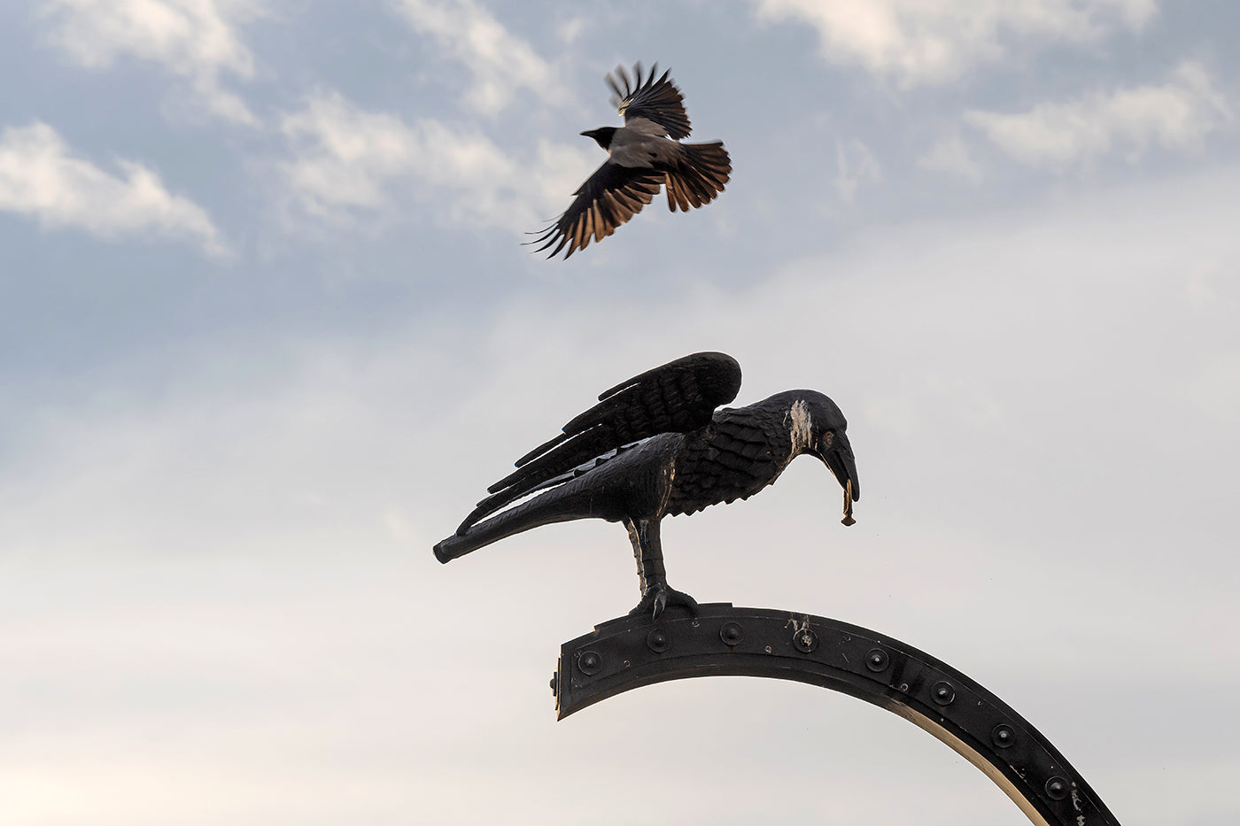 Raven at the gate of Buda Castle #3300