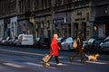 Pedestrians on the Thököly Road zebra crossing #3372