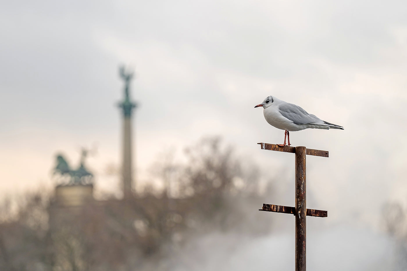 Seagull at the City Park Lake #3397