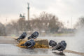 Pigeons chilling at the City Park lake #3398