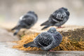 Pigeons chilling at the City Park Lake #3399