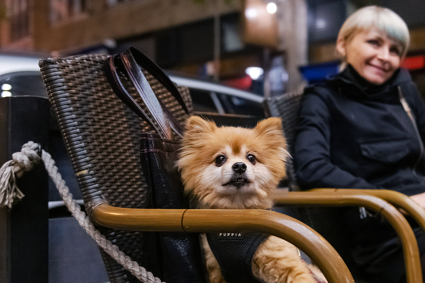 Madách Square Dog #3556