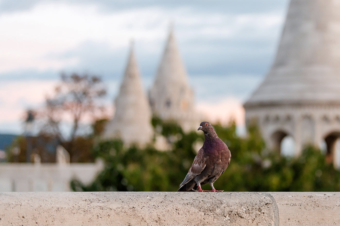 Pigeon at Fisherman's Bastion #3618