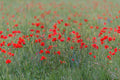 Poppies at Pebble Lake #3669