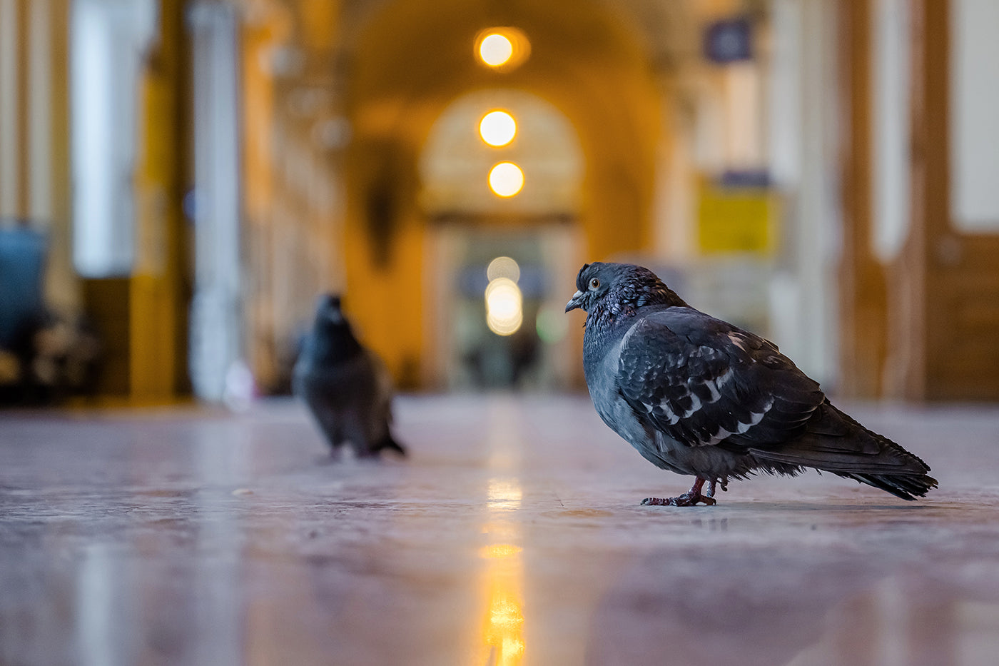 Pigeons in the East #3809