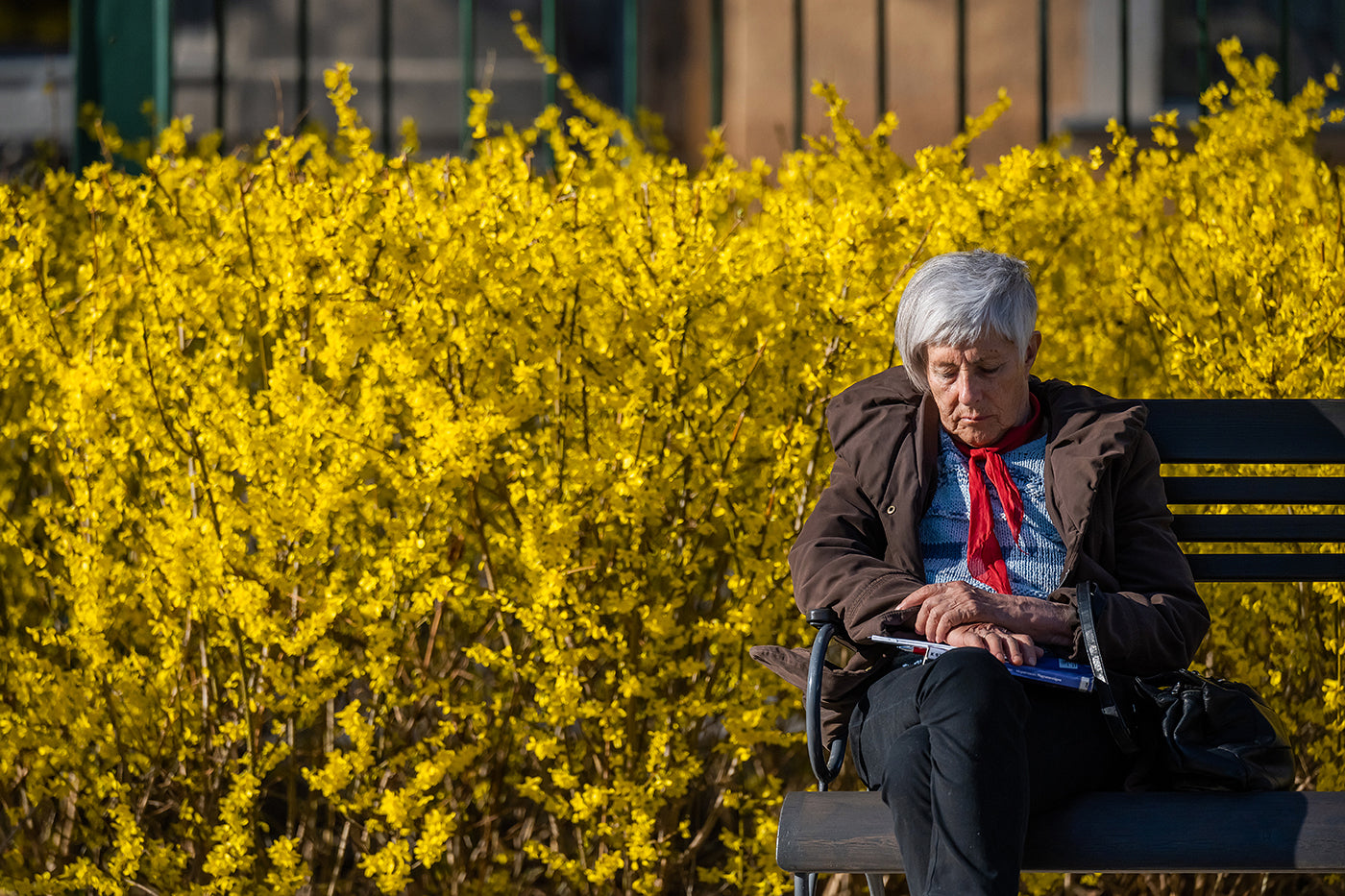 Napping in the Museum Garden #4169