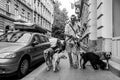 Dog walking on Szív Street #4212