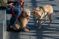 Dogs at Fővám Square #4291