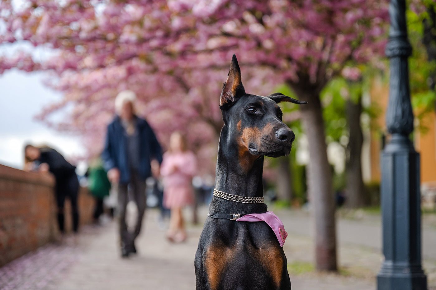Dog on the Tóth Árpád promenade #4324