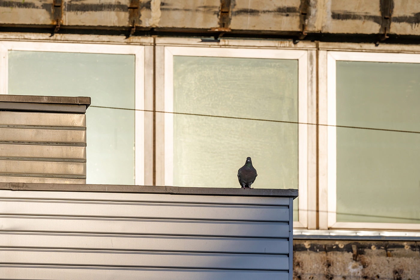 Pigeon at the South Railway Station #4358