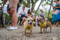 Dogs on Freedom Square #4378