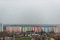 Birds over Csepel #4546