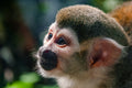 Red-handed tamarin at the Zoo #4574