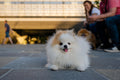 Dog at the Ethnographic Museum #4706