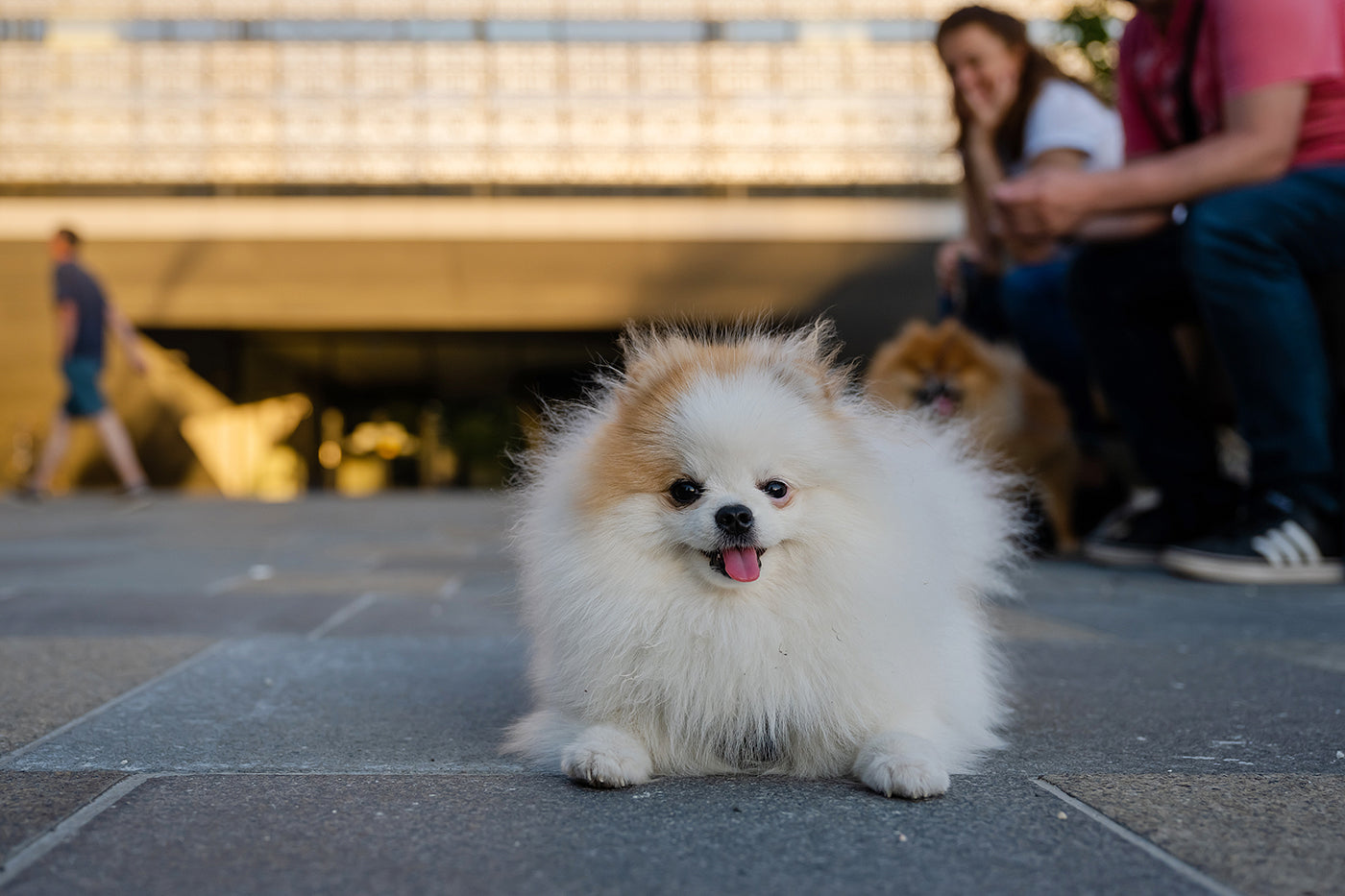 Dog at the Ethnographic Museum #4706