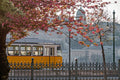 Spring blooms on Dunakorzó #5180