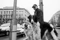 Greyhounds on Bajcsy-Zsilinszky Road #5182