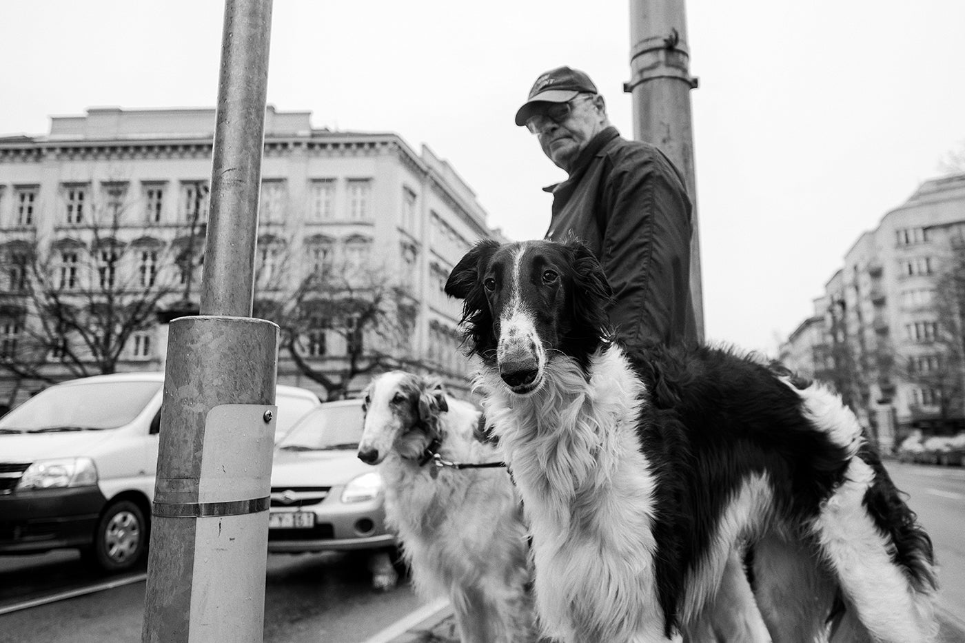 Greyhounds on Bajcsy-Zsilinszky Road #5182