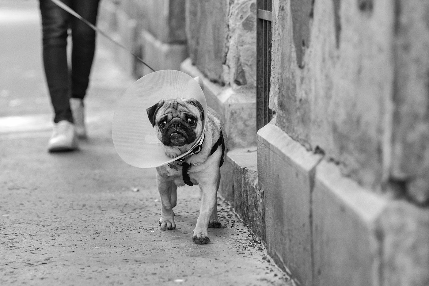 Dog with an umbrella in Terézváros #5238