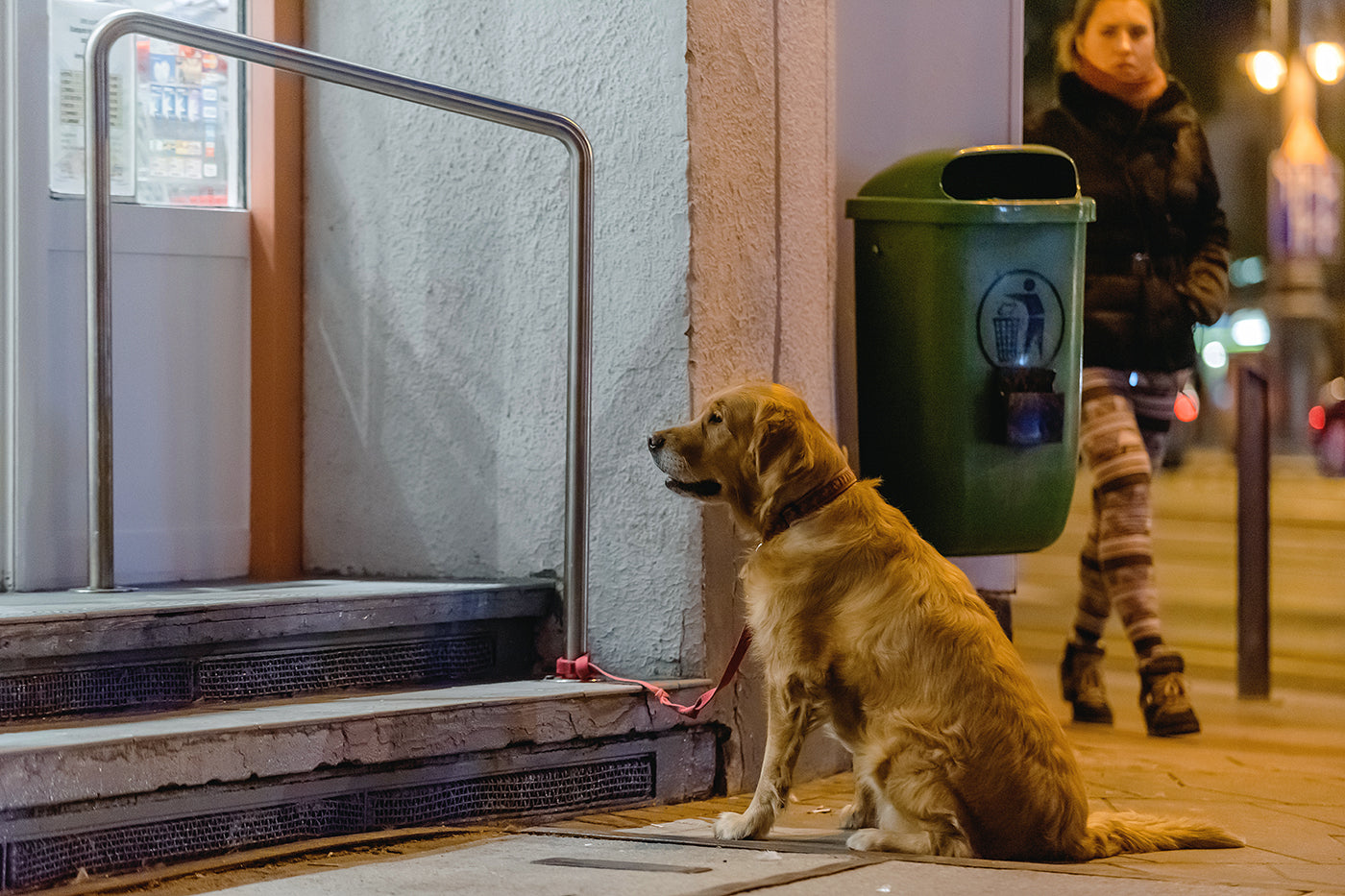 Dog waiting for its owner on Kálvin Square #5589