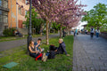 Cherry blossoms on the Tóth Árpád promenade #5662
