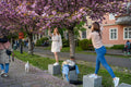 Cherry blossoms on the Tóth Árpád promenade #5672