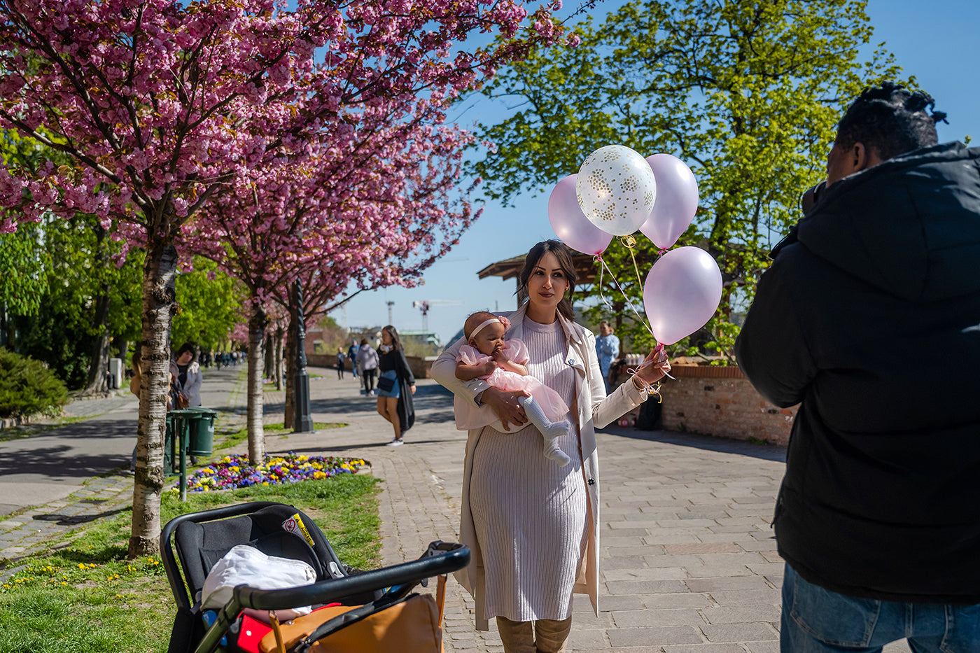 Cherry blossoms on the Tóth Árpád promenade #5824