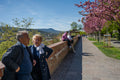 Cherry blossoms on the Tóth Árpád promenade #5825