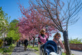 Cherry blossoms on the Tóth Árpád promenade #5827