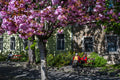 Cherry blossoms on the Tóth Árpád promenade #5832
