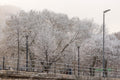 Snowy morning on the Danube bank #5894