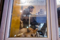 Dog on Rottenbiller Street #6236