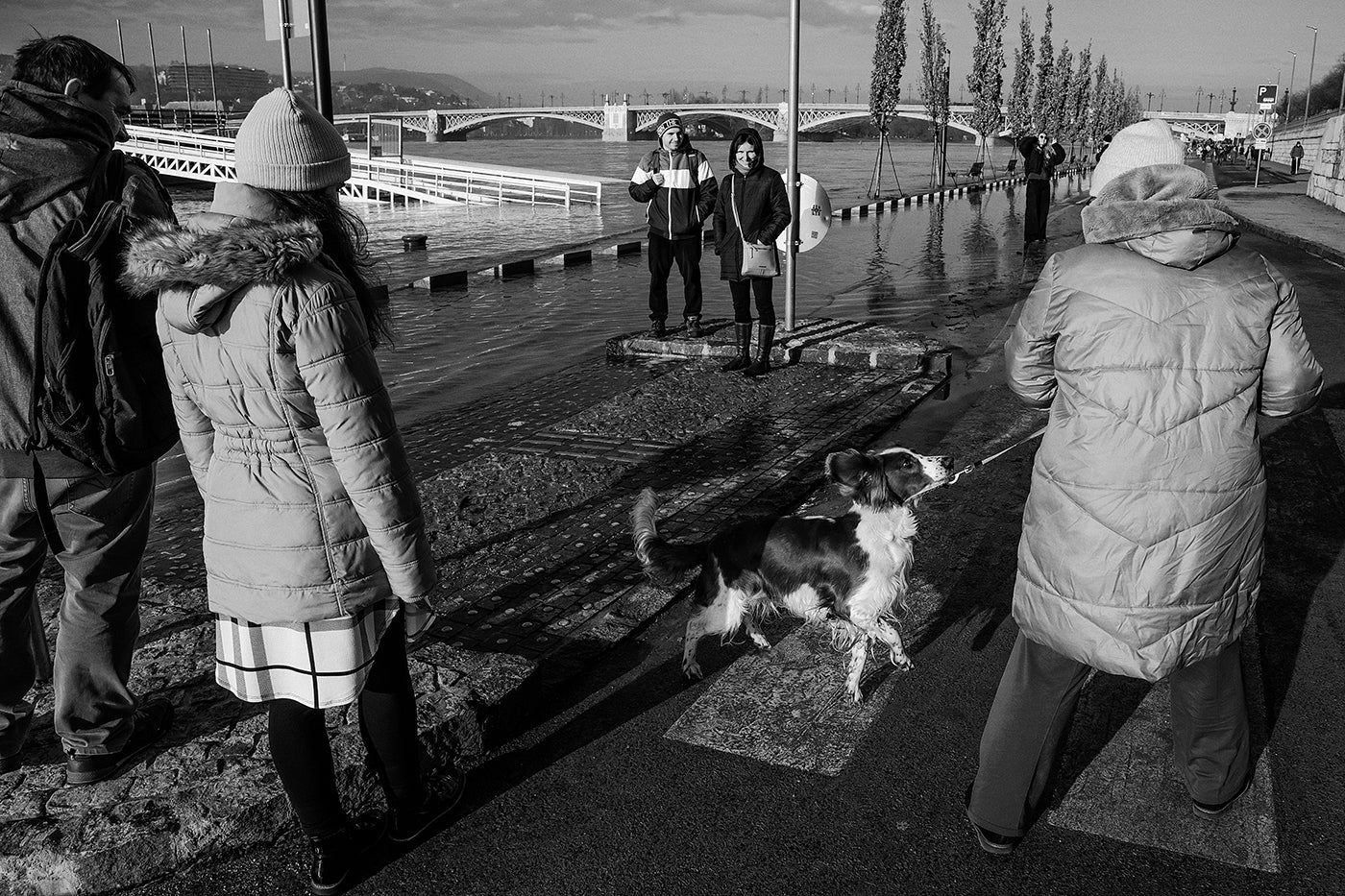 Dog on the quay during a flood #6720