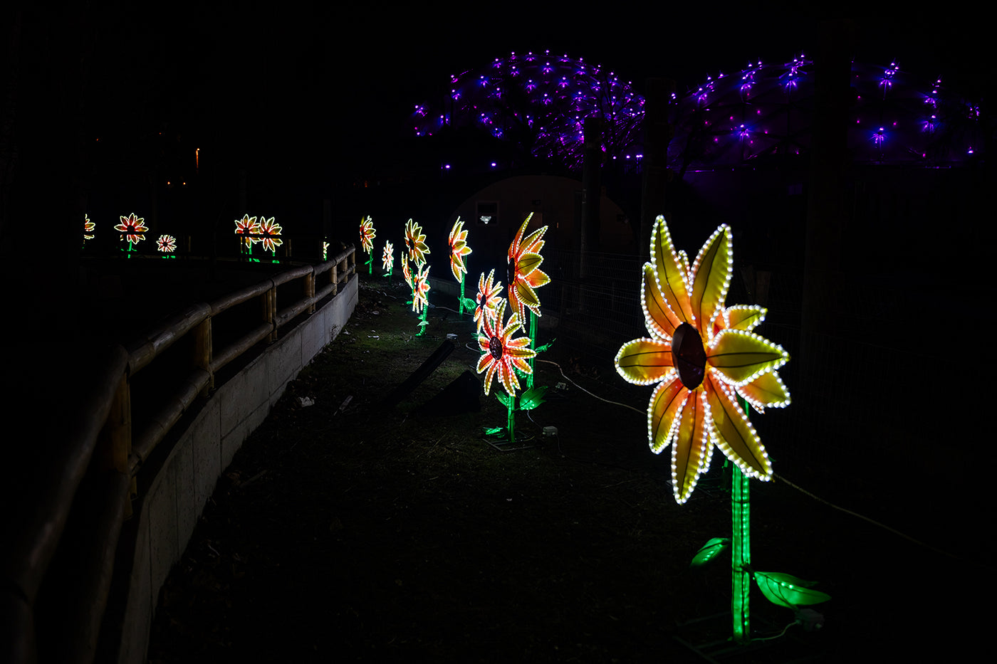 Year of the Dragon Lantern Festival at the Biodome #6743