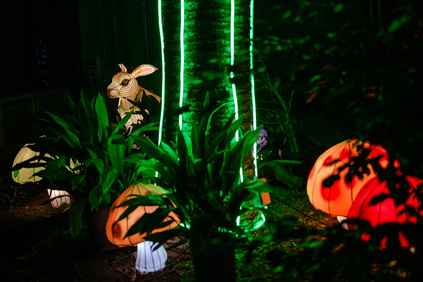Year of the Dragon Lantern Festival at the Biodome #6763