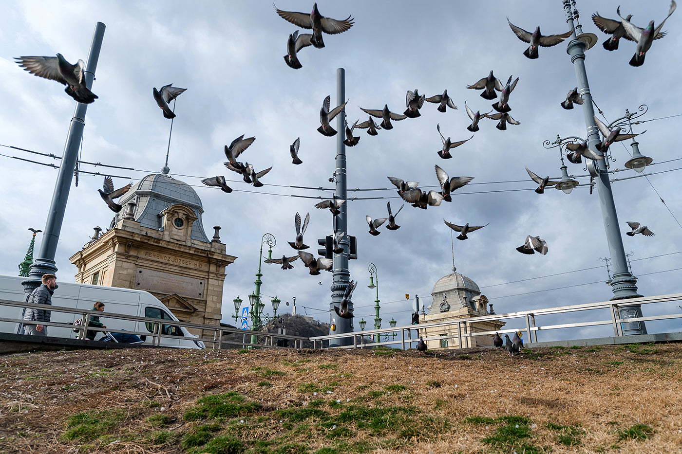 Pigeons on Fővám Square #7203