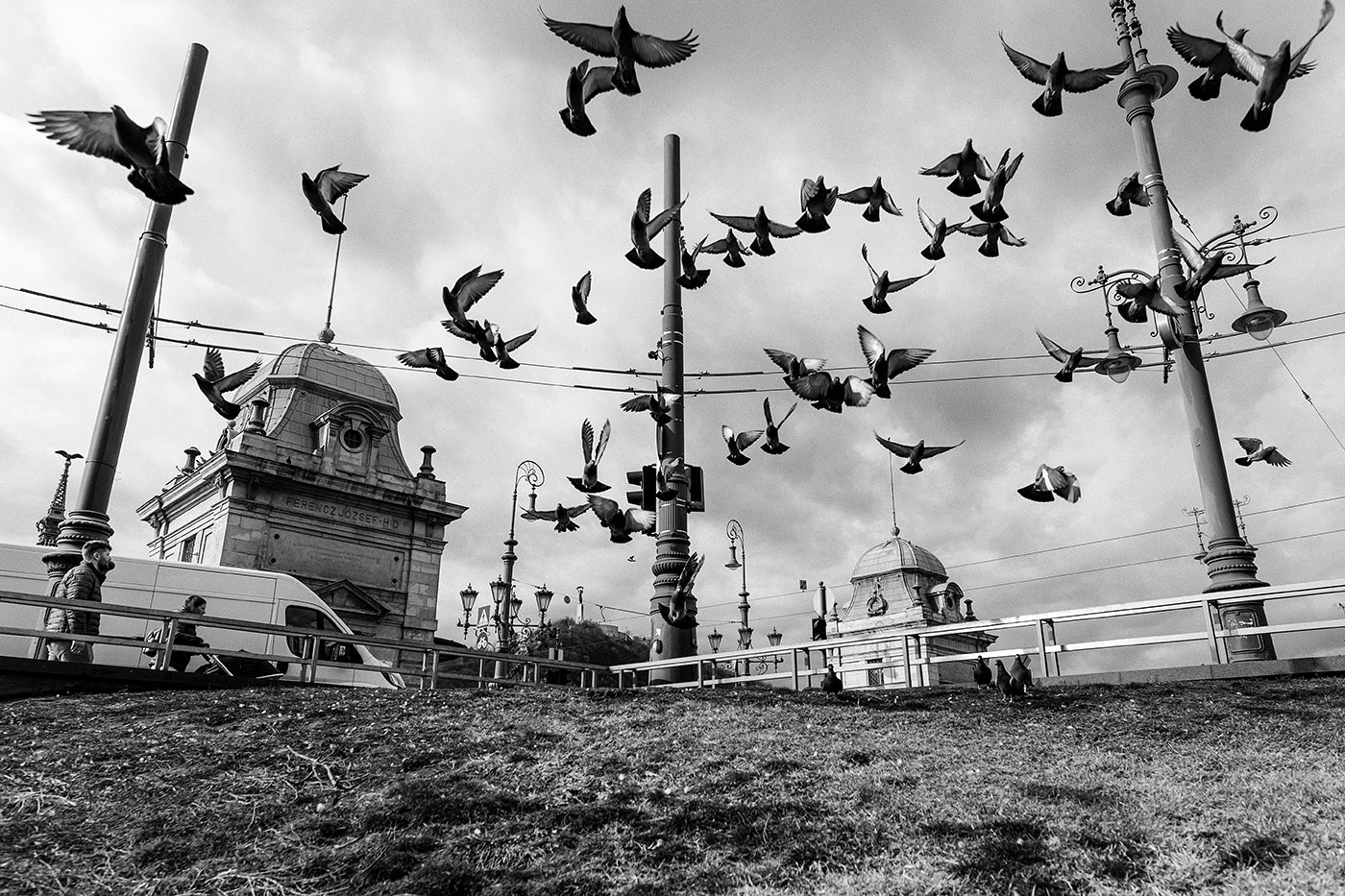 Pigeons on Fővám Square #7204