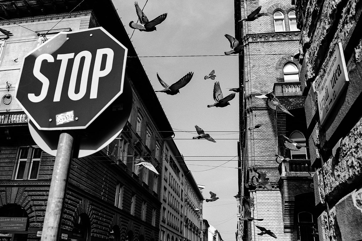 Pigeons on Izabella Street #7266