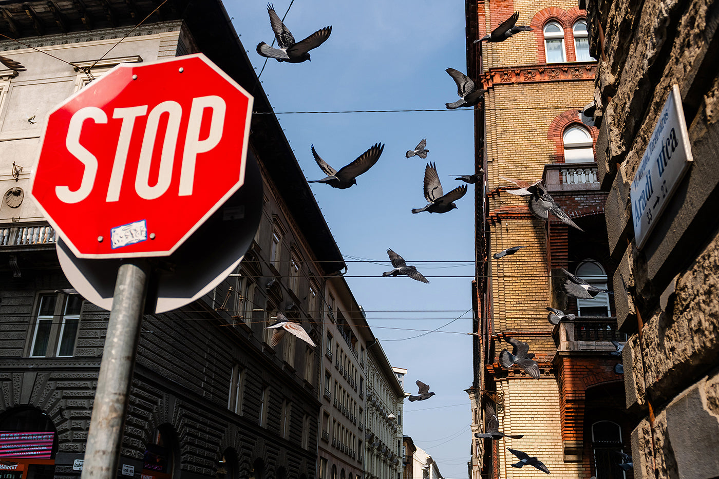 Pigeons on Izabella Street #7265