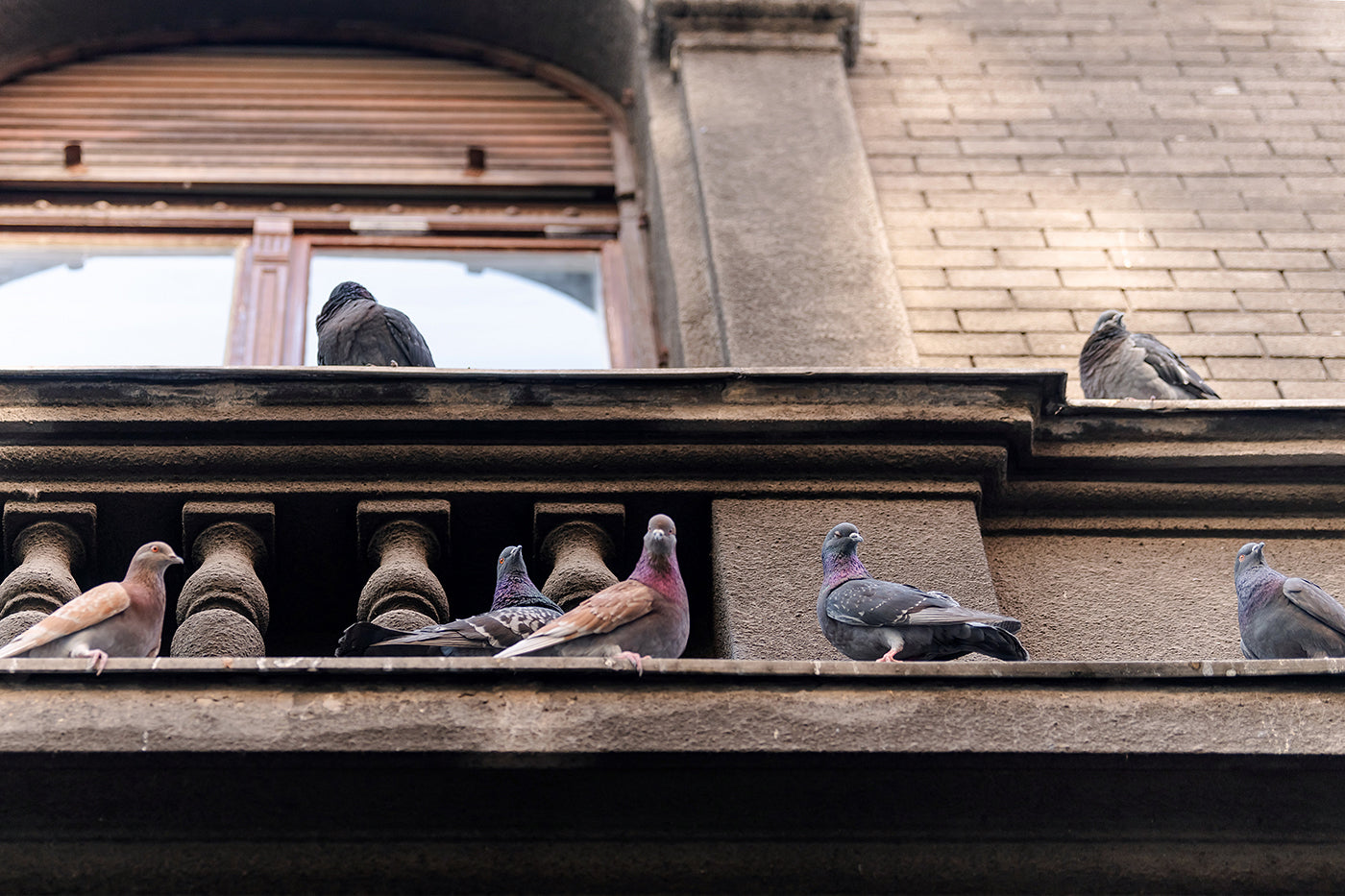Pigeons on Izabella Street #7267