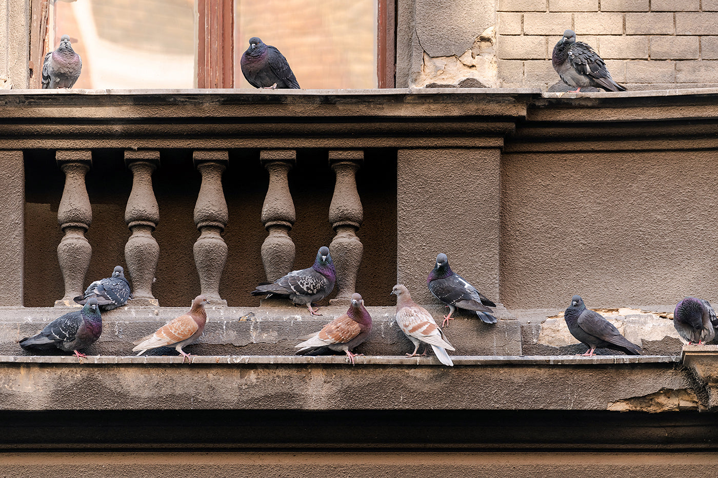 Pigeons on Izabella Street #7268