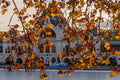 Artificial Ice in Autumn #7672